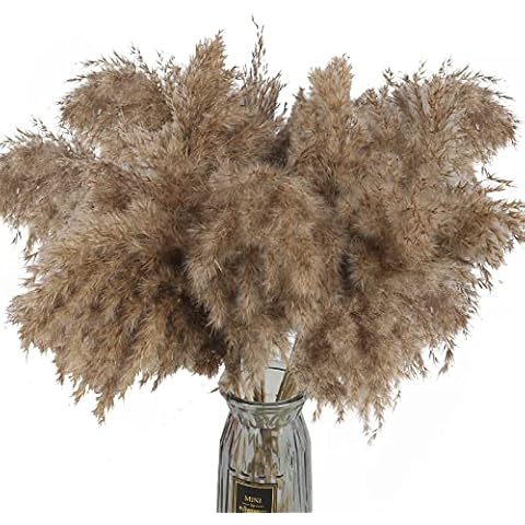 SLFYEE 15 Piezas Hierba de Pampa Natural Flores Secas Cover