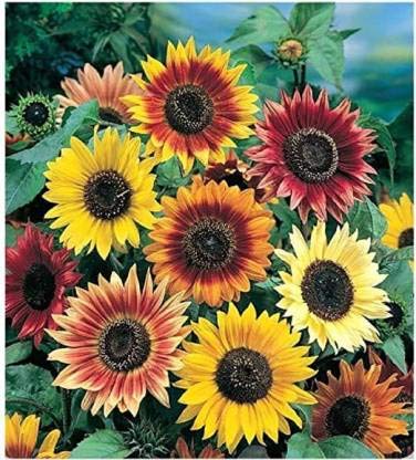Bee Garden Sunflower Mix Color Seed (40 per packet) (B08PBWDKCQ) Amazon Price History, Amazon Price Tracker