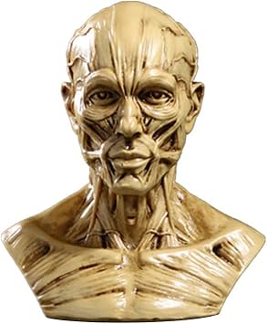 TOYANDONA Head Anatomy Half Human Model Craft Resin Skull Sculpture Head Muscles Bone for Medical Artist Drawing Study Office Bar Desktop Figurine Decoration Beige