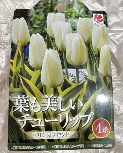 斑入り葉チューリップ：プリシマブロンド4球入り 葉も美しいチューリップ 金色の斑のサムネイル