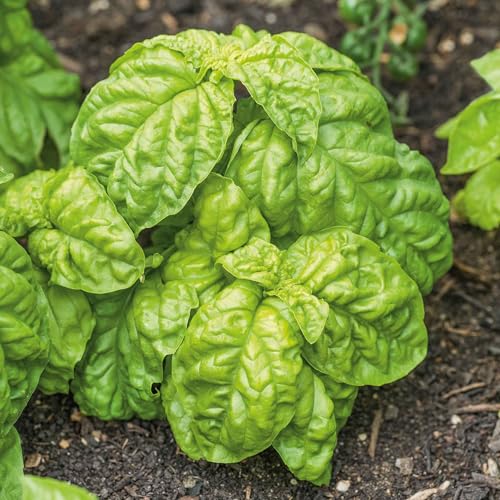 Eden Brothers Basil Seeds - Lettuce Leaf