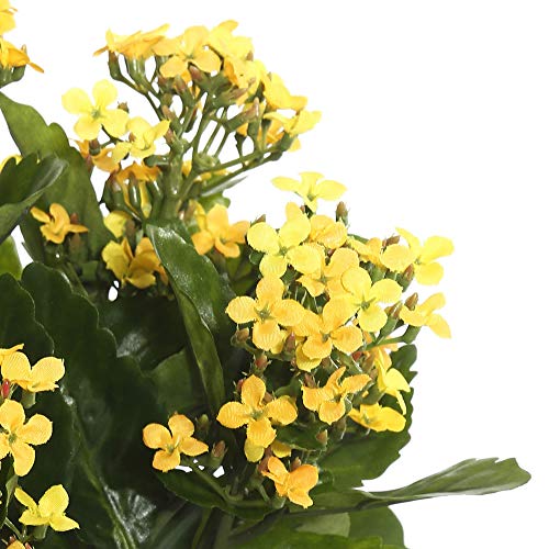 Vickerman Everyday Artificial Yellow Kanachoe Bush 17.25