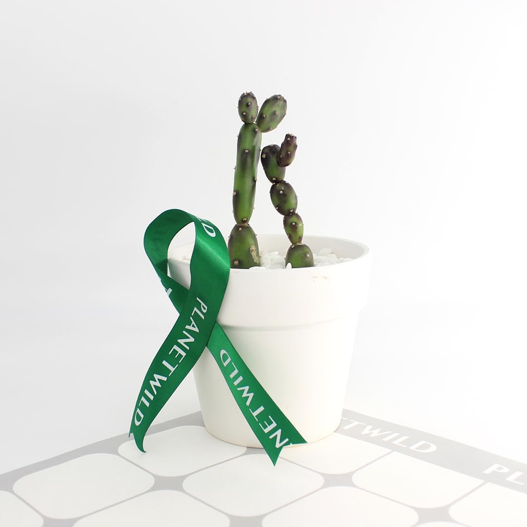 Amazon.co.jp: オプンチア 墨こけし 本物 鉢植え 室内用 卓上 ミニ