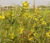 Original Just Seed-Produkte NUR direkt von justseed UK geliefert.