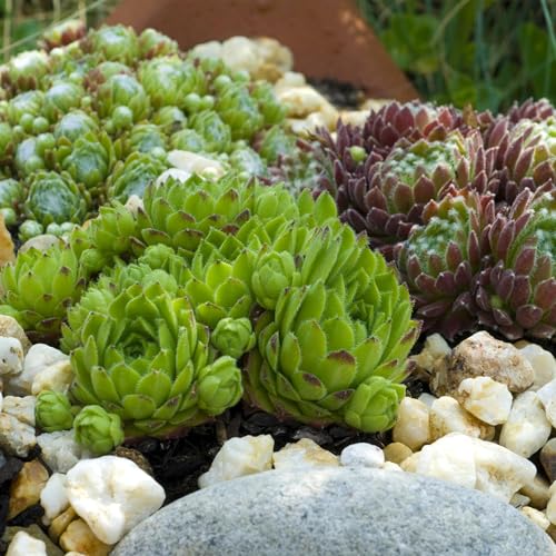 Sempervivum Big Sam x4 : plantes couvre-sol Ø14cm pour parterres et rocailles