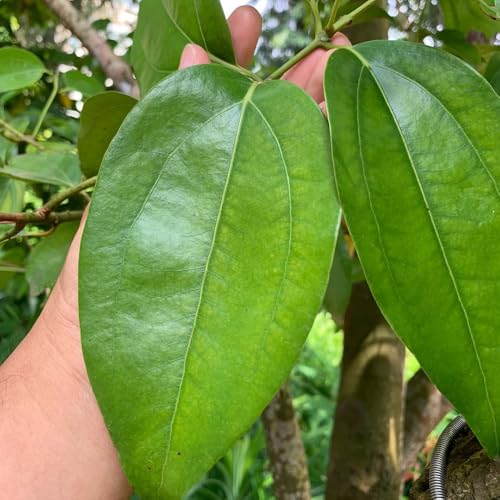 Semillas de canela - semillas de Cinnamomum cassia - medicinales variedades antiguas comprar silvestres en 25pcs
