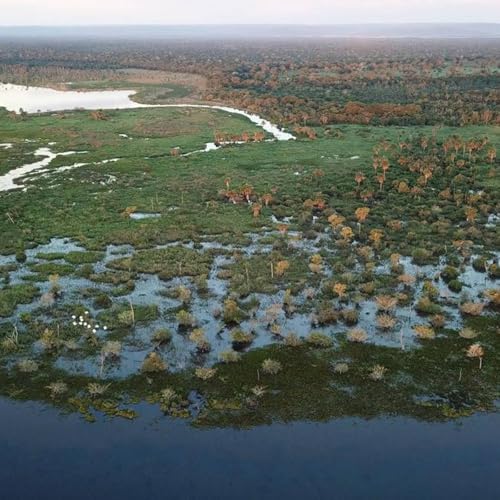 Projetos da Semana: Estatuto do Pantanal, investimentos em defesa nacional e vacinação contra HPV Podcast Por capa