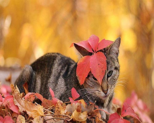 YUMUYAO Jigsaw Puzzle 1000 Pieces Adult Puzzle Wooden Puzzle Classic 3D Puzzle Cat In Autumn Leaves Diy Home Decor,75X50Cm