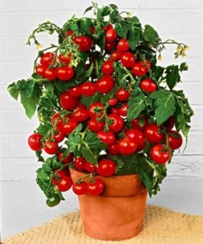 SEMI POMODORI PROFESSIONALI POMODORO DA VASO BALCONE TERRAZZO ORTO IDROPONICA SEEDS SEMEN GRAINES SEMILLAS