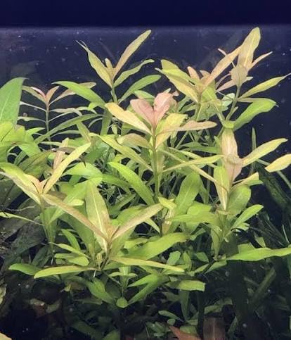 Temple Plant Live Aquarium Oxygen Plant Freshwater Stem Plant for Fish Tank Home Decorative Garden (3 Healthy Live Plant)-picture-18