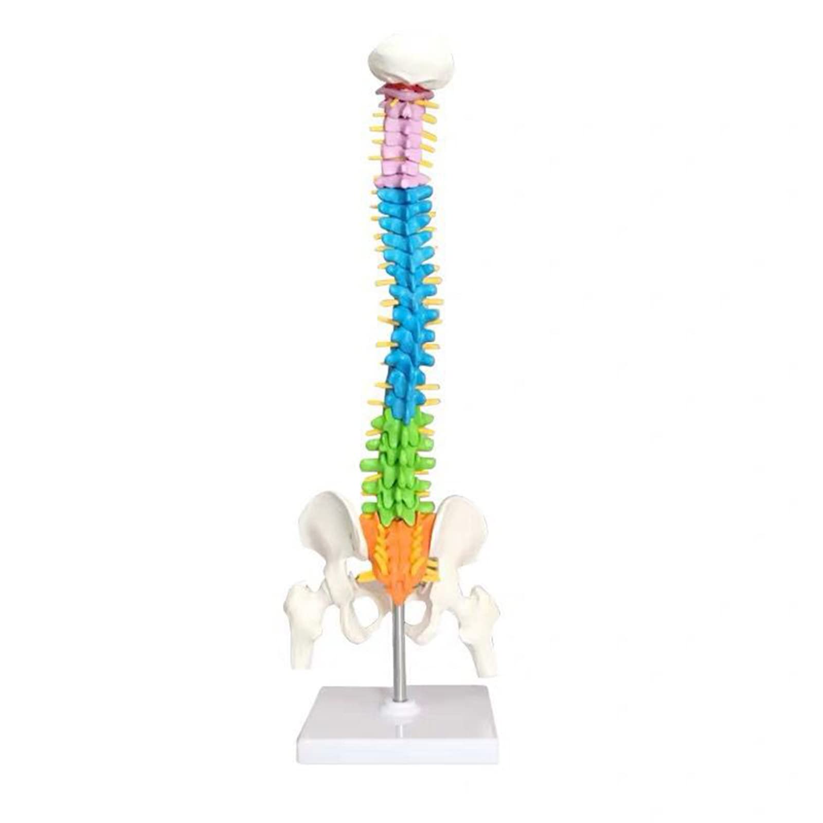Buy Human Spine Model, 17" Flexible Spinal Cord Model with Herniated