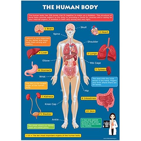 Kids Learn The Human Body Skeleton & Organs Educational Toddlers Childs Poster Art Print Wall Chart A3 (30cm x 42cm) Cover