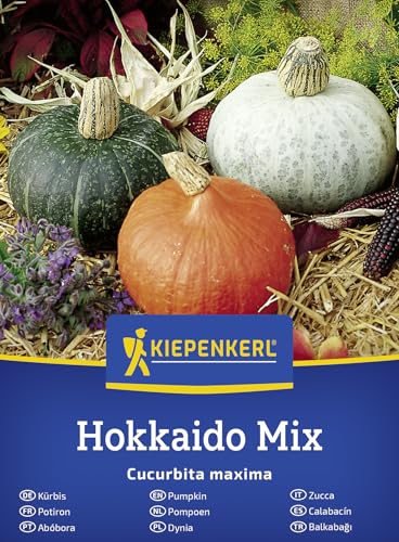 Kiepenkerl Kürbissamen Hokkaido Mix 50903 3 Sorten (Uchiki Kuri Green Blue) Fein-Nussiger Geschmack Farbenfrohe Früchte Rankender Wuchs Speisekürbis Gemüsesamen