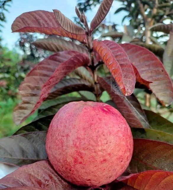 Image of Taiwan Pink Guava Plant Healthy Pink Guava plant grown By Air layering And Grafting For Early Fruiting Taiwan guava plant,CF SG53