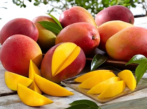 Image of Grafted Hybrid PlantGulabkhas MangoFruit Tree (Pack of 1 Healthy Live Plant for Home Garden)