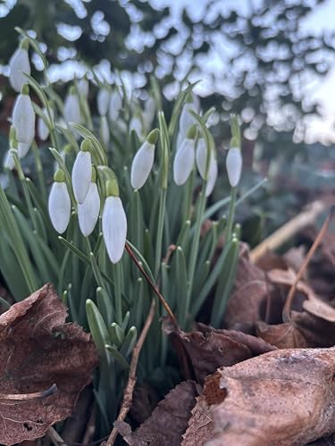 10 Bulbs of Giant Snowdrop (Galanthus nivalis) Includes Postage