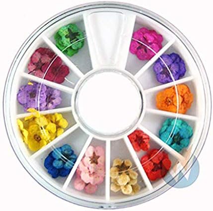 shamrock58 Art Accessories Real Dry Dried Flowers 12 Colors Bundle Set in Wheel House Decoration