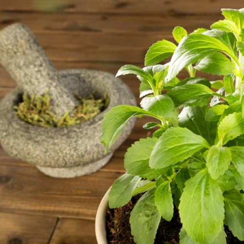Image of Live Stevia Plant With Green leafs, Natural Sugar Free Alternative Herb,Sweet Tulsi Medicinal plant (pack of 1 with pot) Zp 1