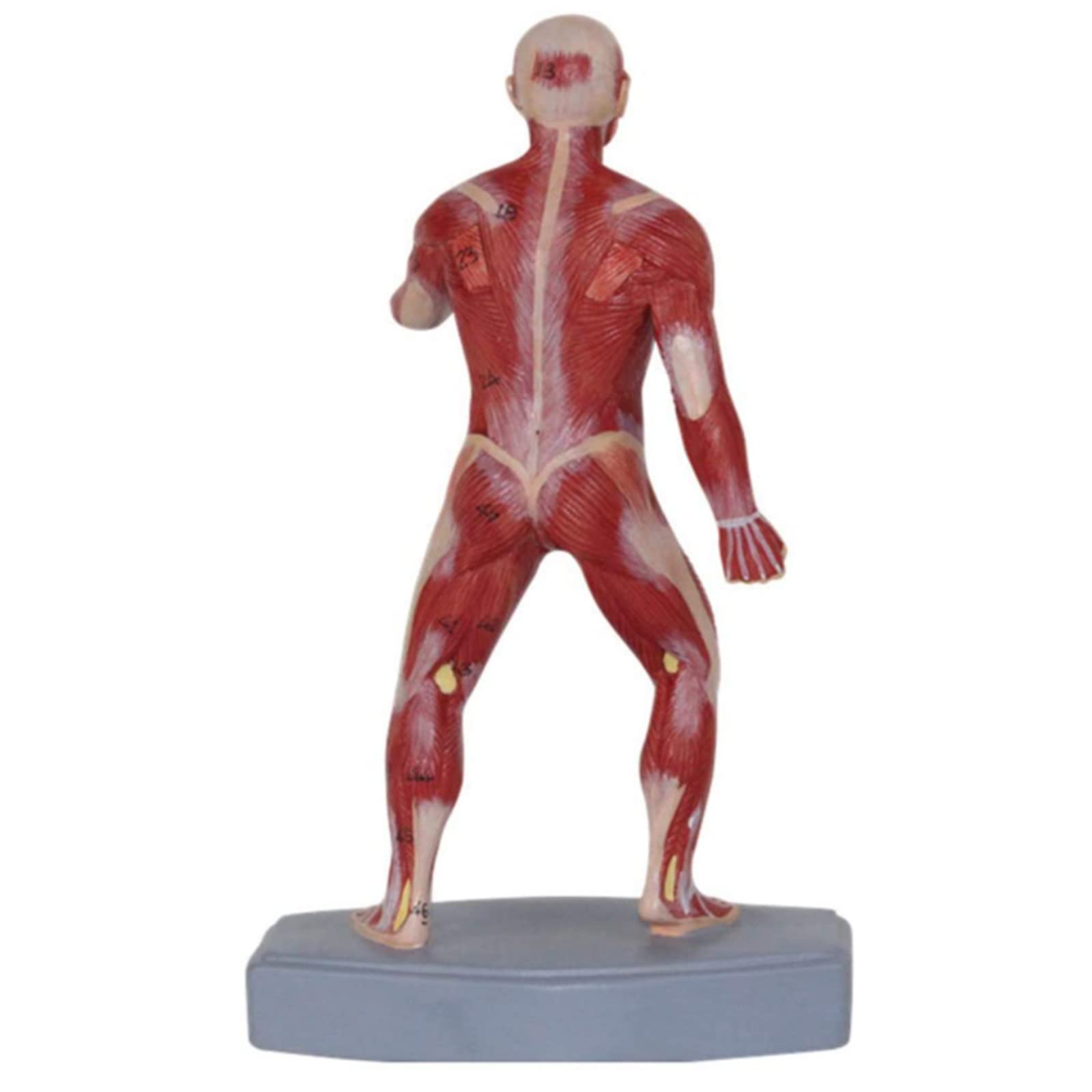 Amazon.co.jp: 人間の筋肉モデルボディモデル科学的人体解剖学人間の表
