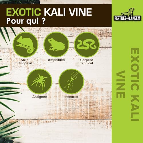 Reptiles Planet - Exotic Kali Vine - Stoffpflanze - Dekoration für Terrarium - 2,6 m