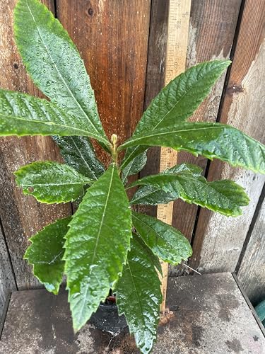 Sale! 1 Grafted Perennial Golden Loquat Fruit Live Seedling Tree,Japanese Plump Live Tree App. 28" Sale! 1 Grafted Perennial Golden Loquat Fruit Live Seedling Tree,Japanese Plump Live Tree App. 28"
