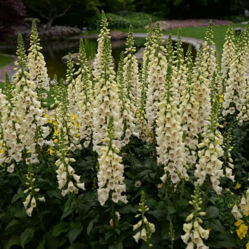 semillas de dedalera perenne resistente - plantas en macetas resistentes cubierta vegetal perenne resistente Plantas en maceta resistentes al aire libre semillas de bonsái para 400pcs