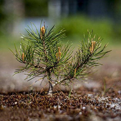 10 stücke/20 stücke Kiefer Samen Japanische Weiß Pine Samen Pinus Parviflora Grünpflanze Baum Bonsai Samen - Image 5