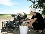 haus mieten ungarn langfristig  Borstenvieh und Burgenland