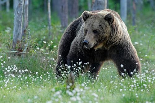 Bj&oslash;rne i dvale kan l&aelig;re os at bek&aelig;mpe muskeltab Titelbild