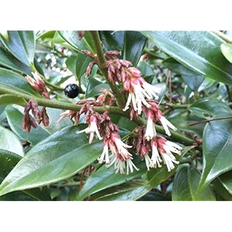 Oriental Sweet Box, Sarcococca orientalis, Hardy Evergreen Shrub, Rarely Offered, Great for UK Climate, 8-10cm Tall Cover