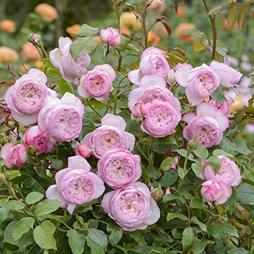 Amazon バラ苗 ザミルオンザフロス 大苗ｅｒ6ｌ専用角鉢入 ピンク系 イングリッシュローズ 鉢 プランター