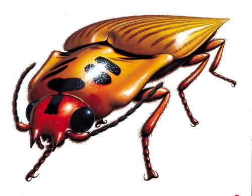 Bugs Wall Decals - Click Beetle 24" Removable Wall Graphic