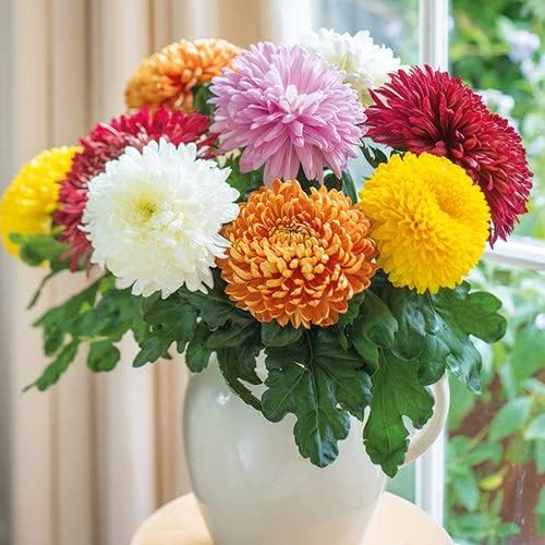 Hybrid Chrysanthemum Flower Seeds All Colours for Home Gardening Pack of 50 Seeds By Zabbus
