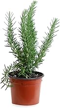 Rosemary tall (Pot 10.5 cm Ø) - Live plant - Aromatic plant