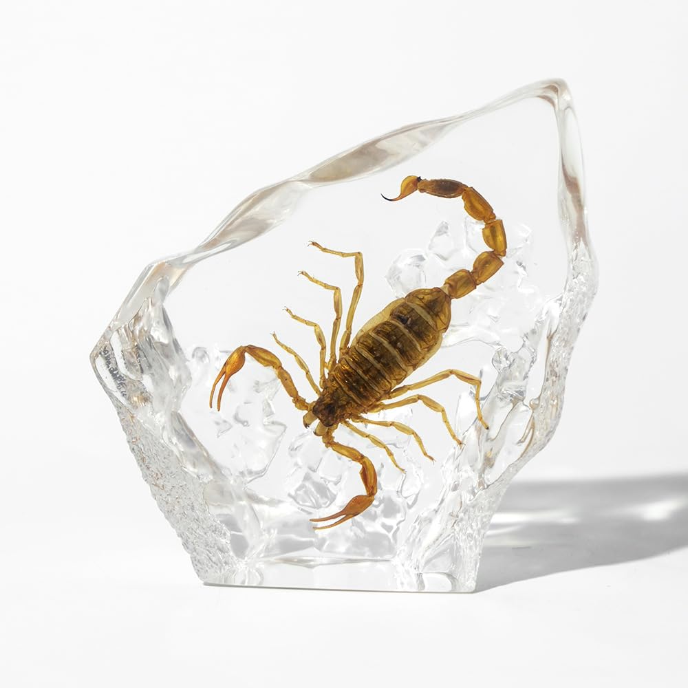 Taxidermy Scorpion, Real Scorpion Animal Specimen in Crystal Clear Resin Paperweight for Biology Science Education (Golden Scorpion-1PC)