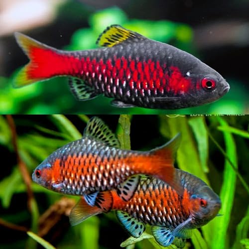 Odessa Barb (5 Fish Pack) - Live Fish for Aquarium Exotic Freshwater Live Fish, Live Aquarium Fish...