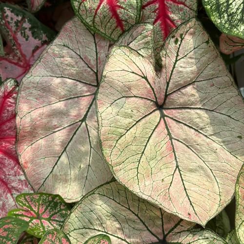 Red Caladium Seeds - 'Red Flash' or Similar Variety, Premium Quality Flower Seeds for Planting, Striking Red & Green Foliage, Tropical Houseplant Seeds (200pcs or 400pcs) (200) - 2