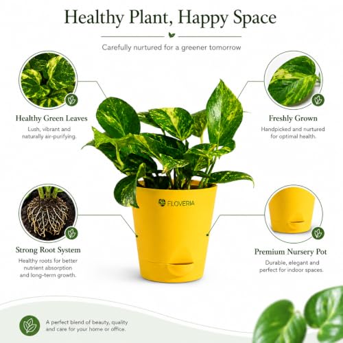 Image of Money Plant Indoor Live Plant with Pot | Low Maintenance Live Plants Indoor | Air Purifying Real Plant for Home, Office & Bathroom | Home Decor Plant | Self Watering Indoor Plant