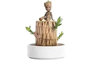 Super Groot Pot, Amazing Brazilian Wood
