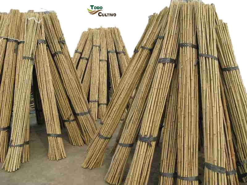 Tutor bambú tailandés 1,8 m. de Altura, diametro 20-22. Pack de 50 Unidades. Tutores Resistentes válidos para Todo Tipo de Plantas.