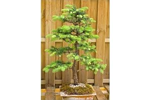 Noble Fir Seedling Bonsai Tree