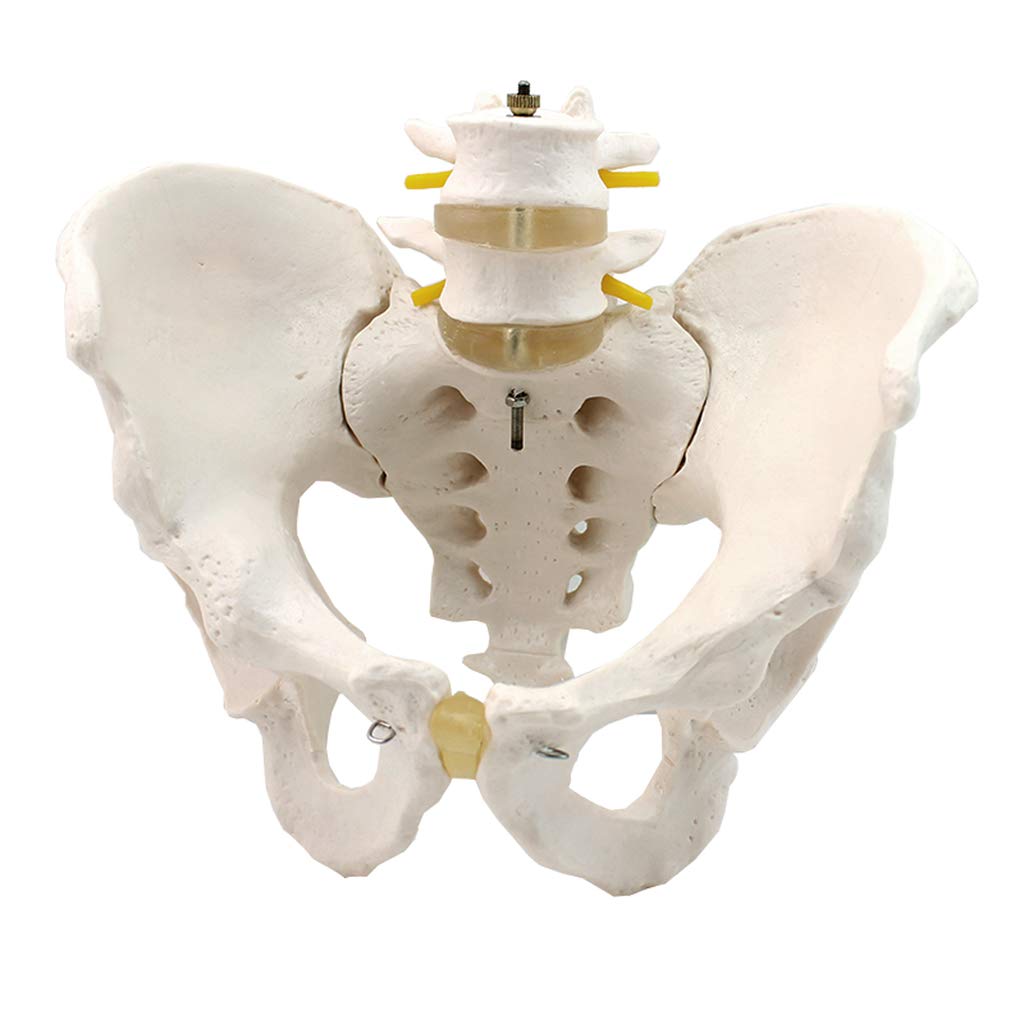 Sjdopulse Human Pelvic Anatomical Model Pelvic And Lumbar Spine Model - Medical Anatomical Pelvic Model - Lumbar Intervertebral Disc Vertebral Nerve Pelvic Model