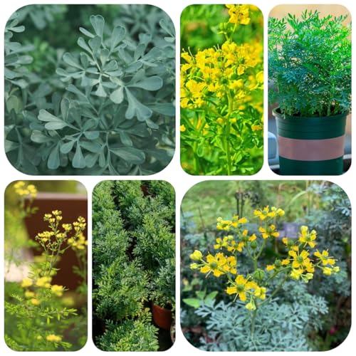 semillas de ruda, semillas de bonsái de interior, semillas de hierbas Ruta de Graveolens Hierbas de cocina, plantas de balcón plantas exóticas resistentes Plantas raras, flores 125pcs