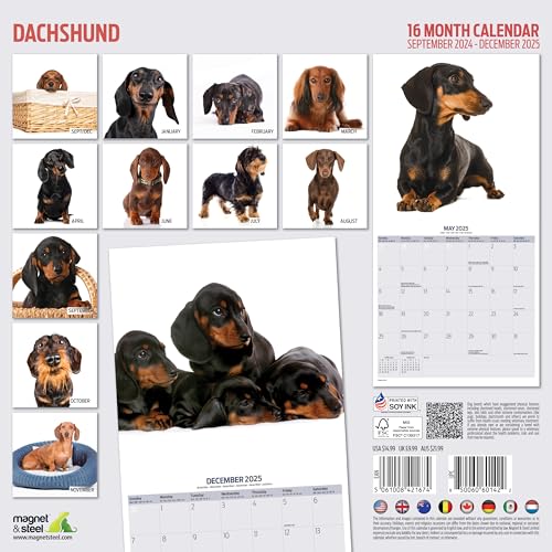 Dachshund 2025 Modern Calendar, Various - Image 2