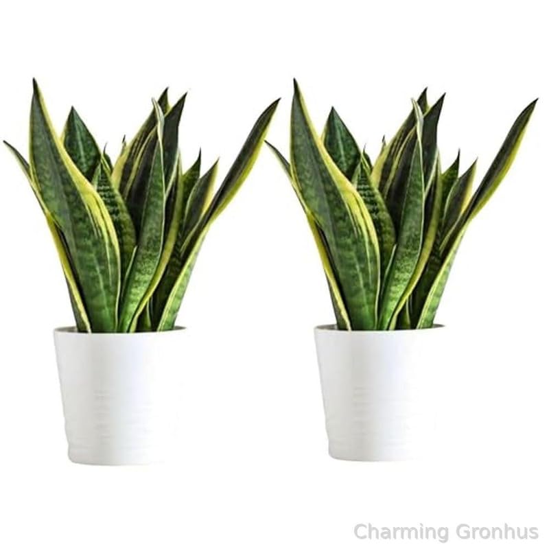 Charming Gronhus Snake Plant | Good Luck Snake Plant pack of 2 | Snake Plant Indoor Live Plant | Snake Plant With Pot | Office Desk Balcony | Indoor Plants For Living Room | Indoor Plants With Pot (B0D1VRS5G4) Amazon Price History, Amazon Price Tracker