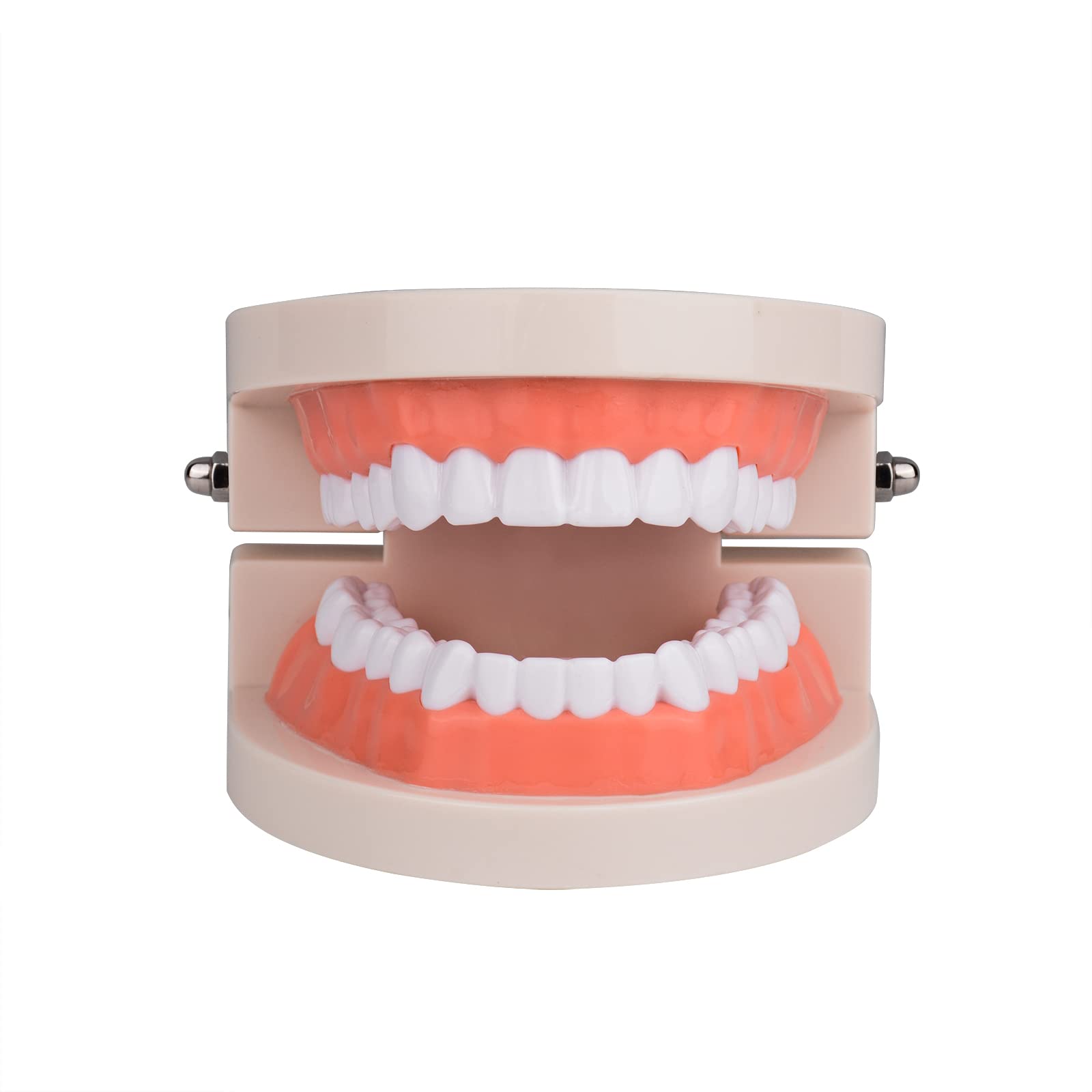 Ultrassist Ultrassist Standard Teeth Model, 1:1 Life Size Model Teeth for Dentist, Demonstration Dental Teeth Model