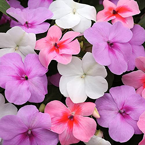 Biocarve Seeds Impatiens Baby Mix | Pack Of 1 : 25 Seeds (B09BN7ZVW6) Amazon Price History, Amazon Price Tracker