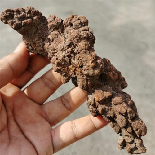 Image of Coprolite Authentic Prehistoric 0.55 Lbs Natural Fossilized Mineral Dung Stone Specimen Length 2-4 inch Dinosaur Coprolite Feces Trace Fossil (Information Card Included)