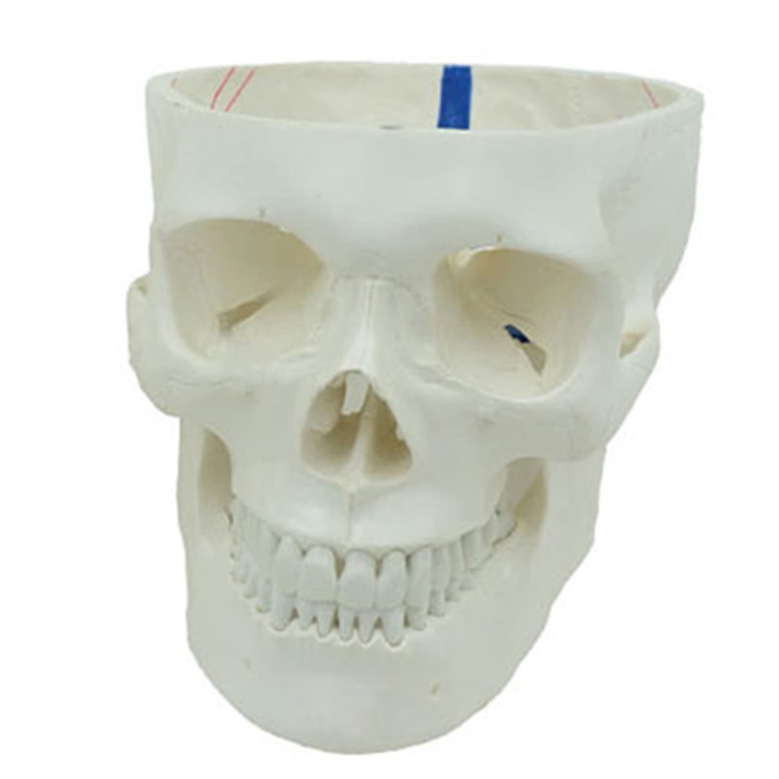 Model czaszki, model ludzkiej czaszki, replika czaszki naturalnej wielkości, zdejmowany model czaszki anatomicznej, do demonstracji naukowej, materiały laboratoryjne