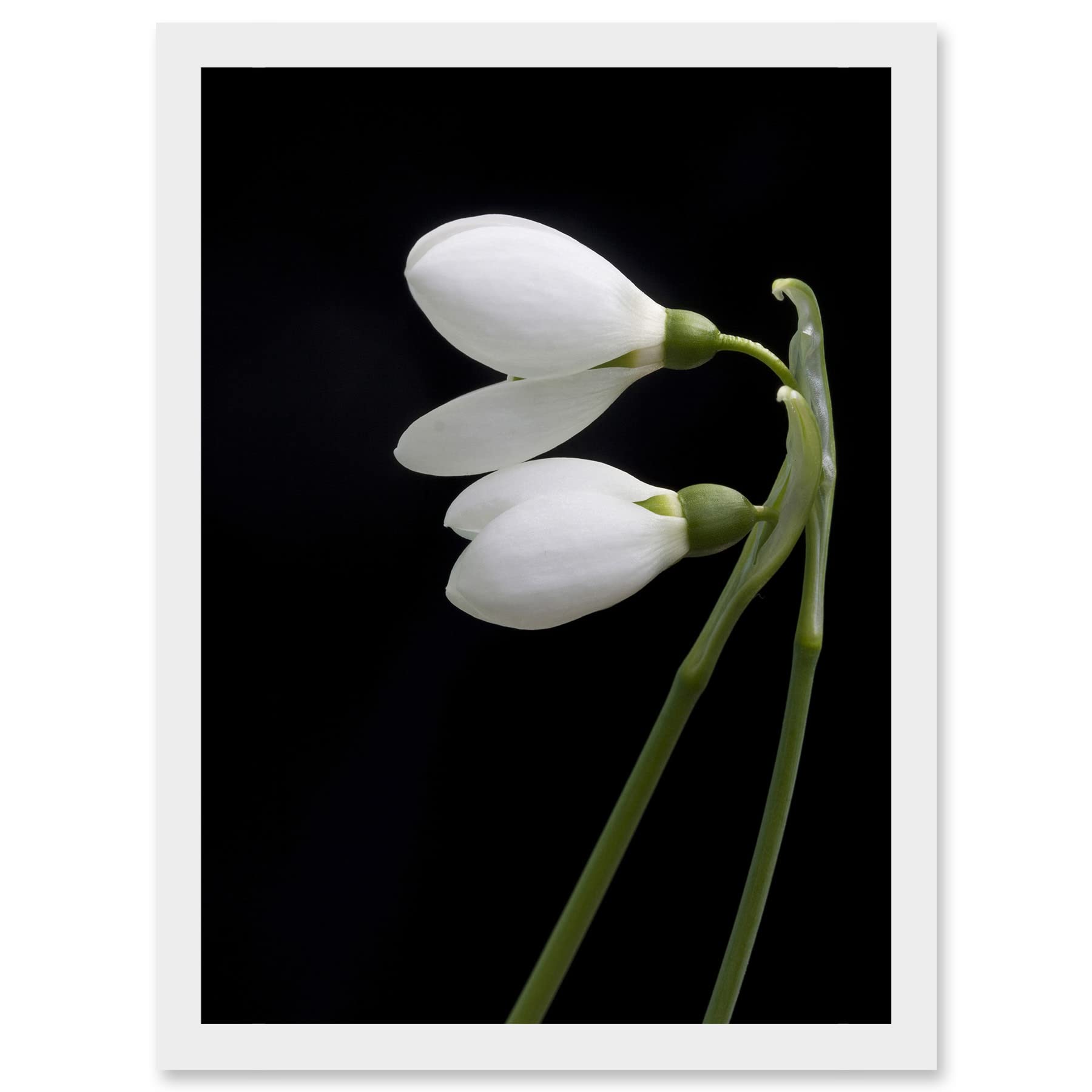 Artery8 Snowdrops Spring Flowers Bloom White Black A4 Artwork Framed Wall Art Print